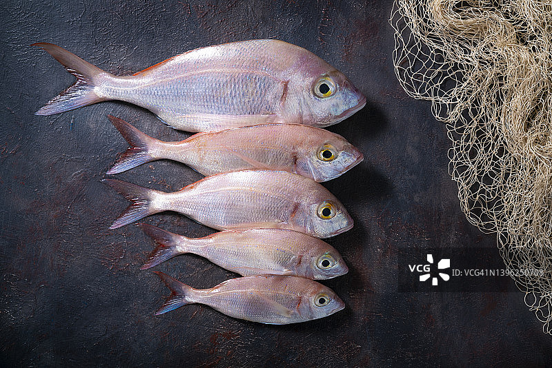 灰色背景渔网上成排的普通鲷鱼图片素材