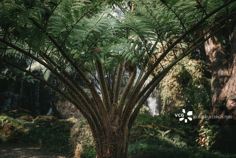 带树蕨的雨林背景图片素材