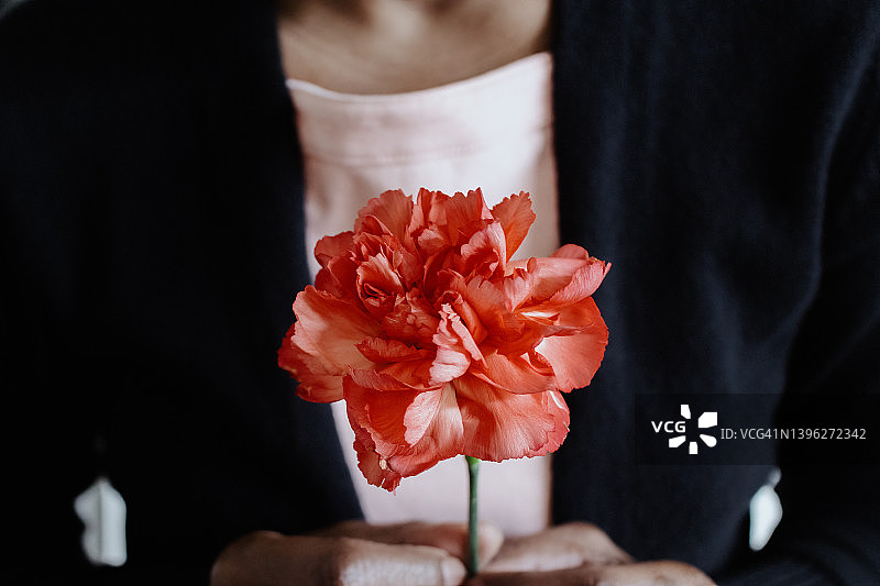 手持红色康乃馨的女人图片素材