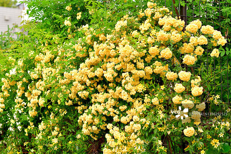 木香花图片素材