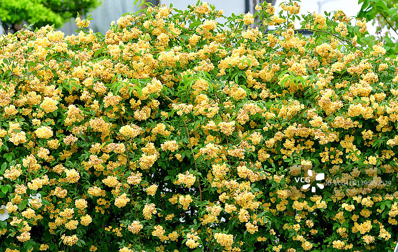 木香花图片素材