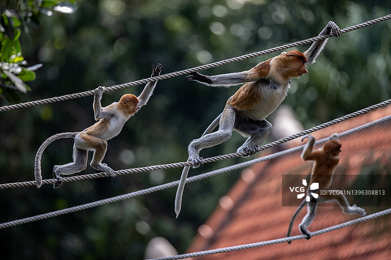 长鼻猴图片素材