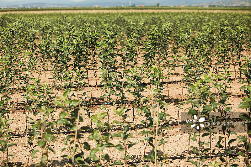花园里的年轻苹果树图片素材