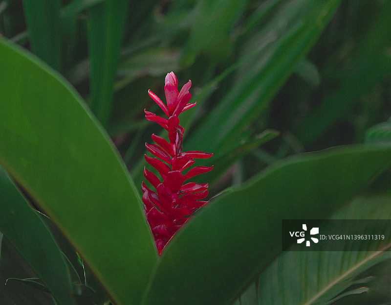 鲜红色姜科植物的微距照片，热带植物图片素材