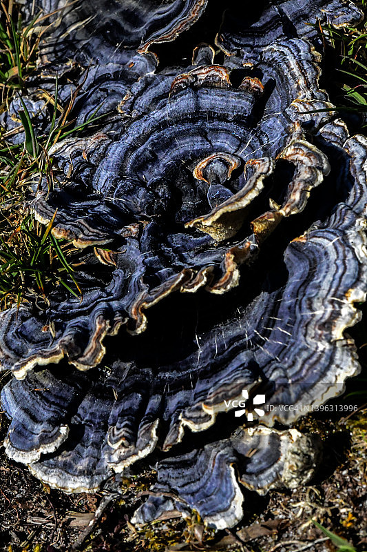 蓝色云芝图片素材