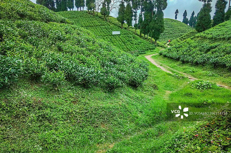 大吉岭的茶园与蜿蜒的道路、树木和祈祷旗帜图片素材