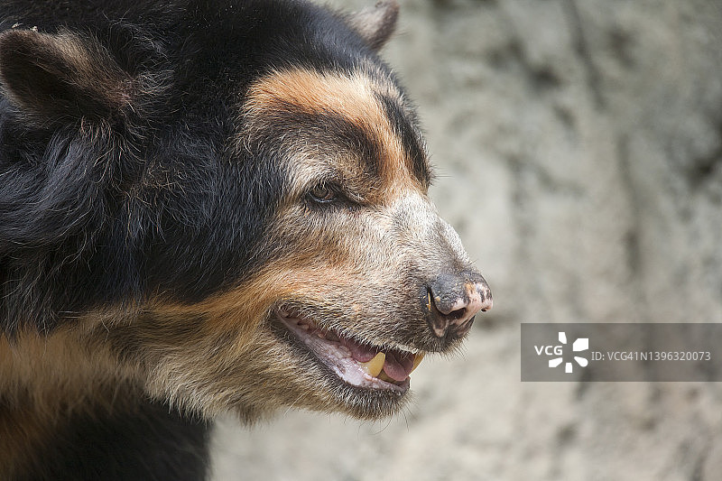 眼镜熊肖像图片素材