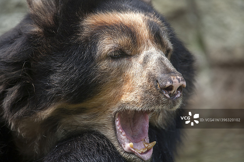 眼镜熊肖像图片素材
