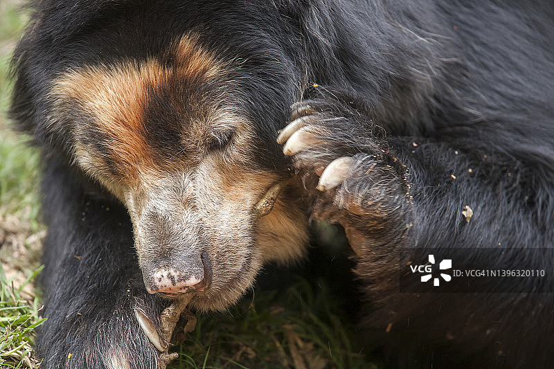 眼镜熊玩树枝图片素材