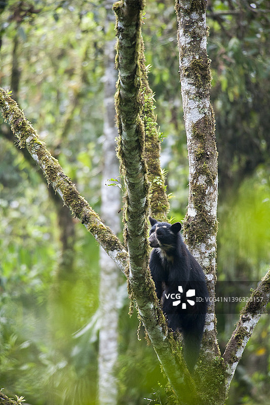 眼镜熊爬上高树觅食图片素材