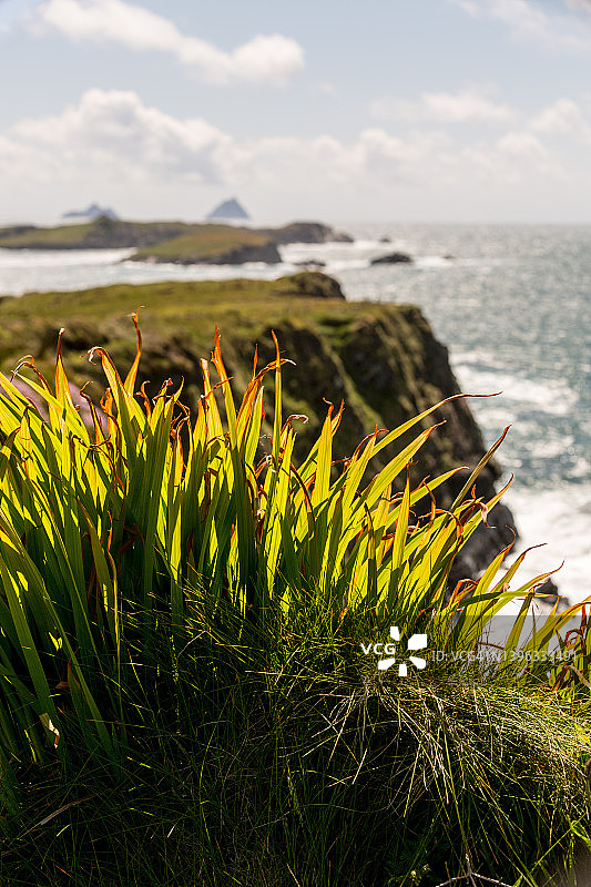 从海岸观看斯凯利格群岛图片素材