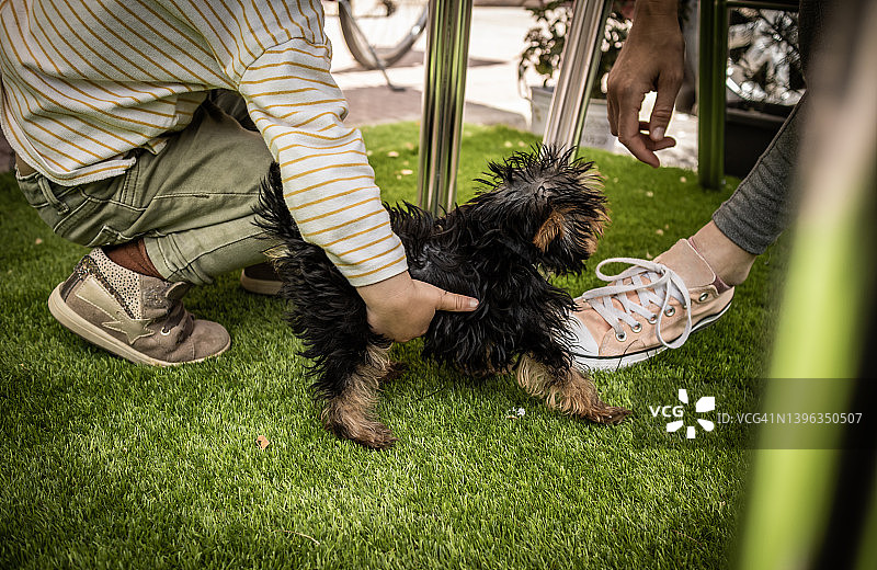 在春天花园里玩耍的约克夏梗犬幼犬图片素材