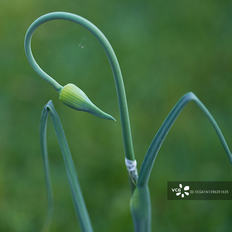大蒜图片素材