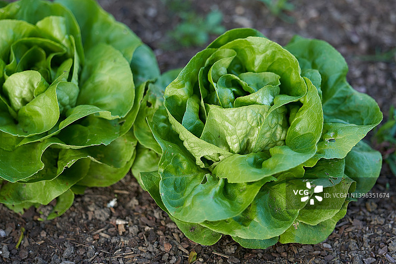 生菜和杂草图片素材