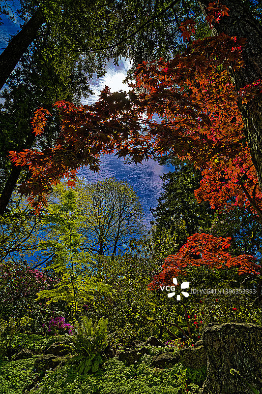 迷人的森林图片素材