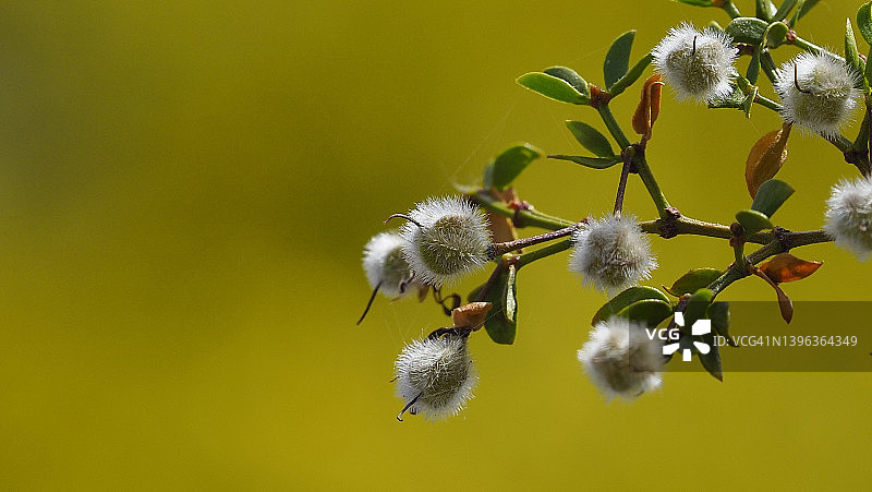 模糊的 Creosote图片素材