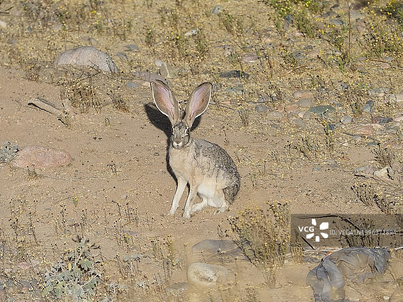 亚利桑那州的艾伦兔图片素材