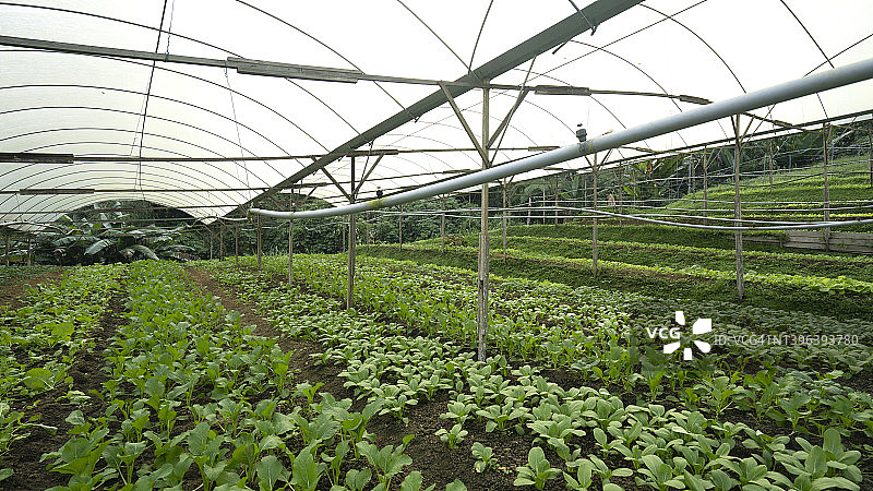 蔬菜农场，生菜和绿芥菜菜心图片素材