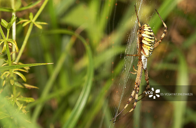 虎纹蜘蛛（Argiope bruennichi）图片素材