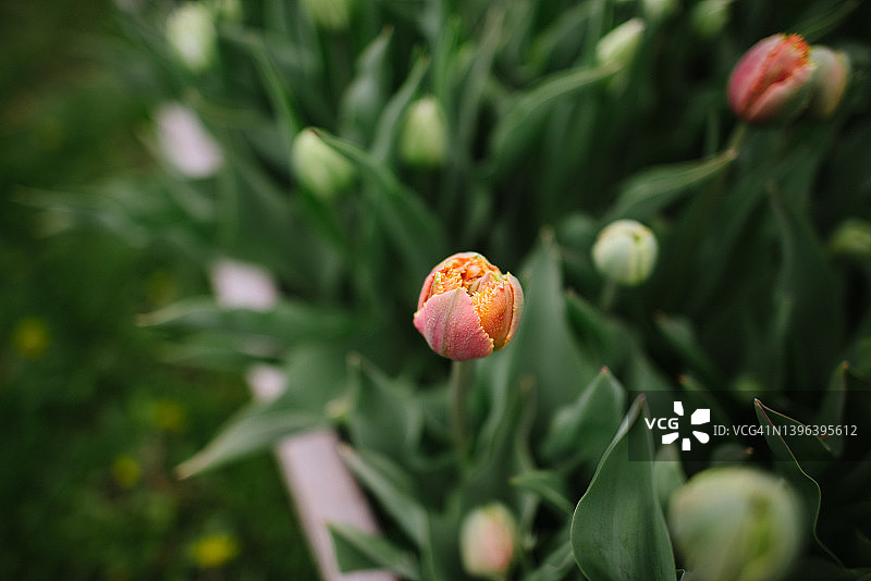 花卉农场图片素材