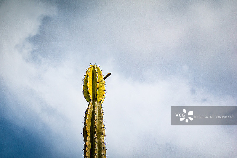 含苞待放的仙人掌图片素材