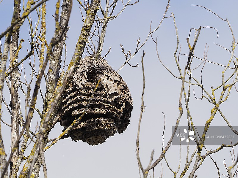 悬挂在树枝上的巨型废弃亚洲胡蜂蜂巢，学名：Vespa velutina图片素材