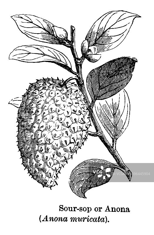 古老的雕刻插图：植物学 - 刺果番荔枝图片素材