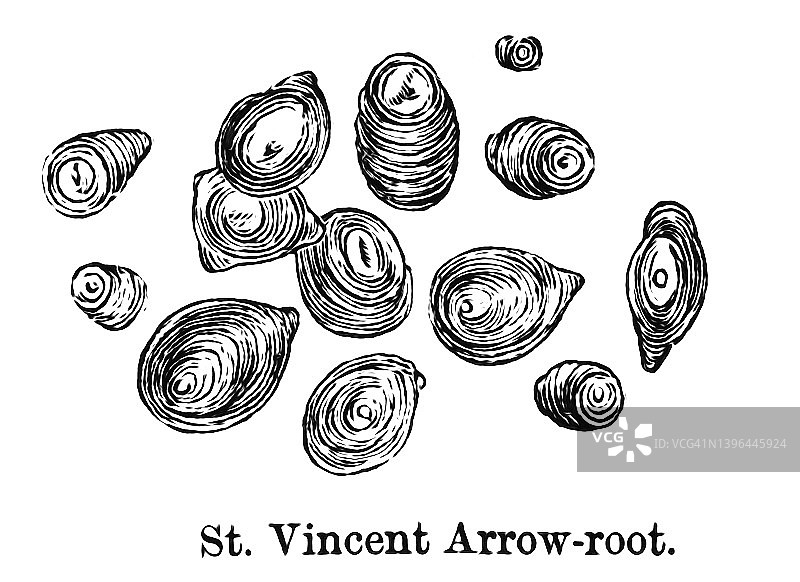 描绘圣文森特竹芋淀粉显微镜视角的古老版画插图图片素材