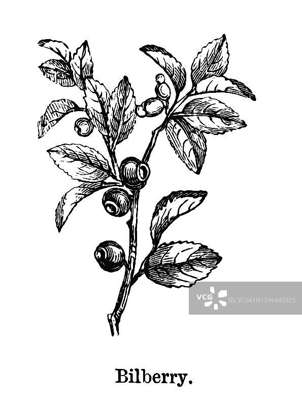 植物学：欧洲越橘古老雕刻插图图片素材