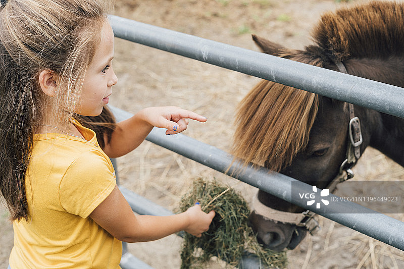女孩在农场喂小矮马图片素材