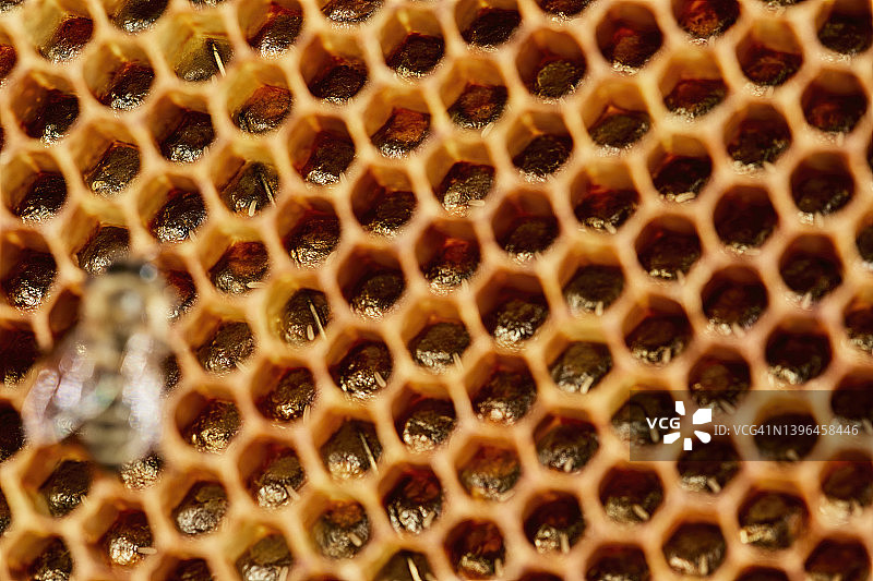 蜂巢内的蜜蜂卵图片素材