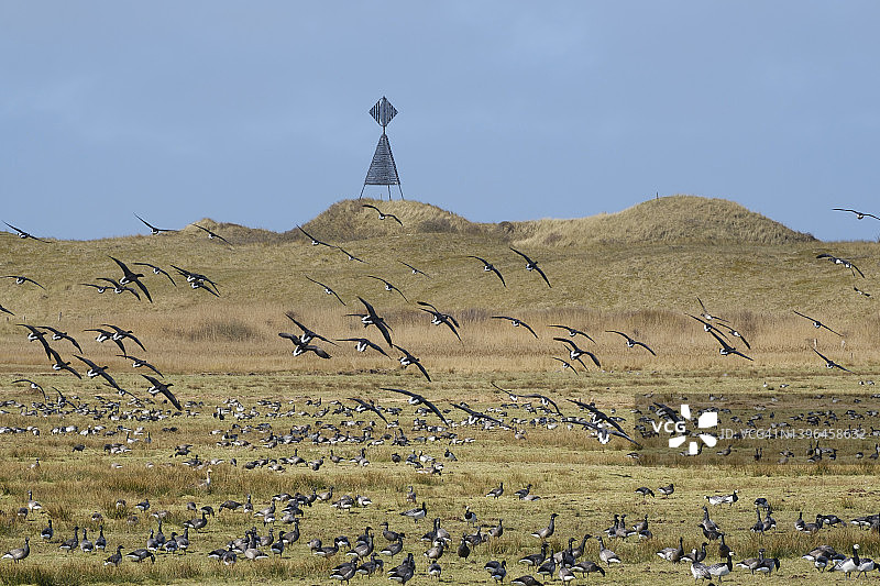 德国下萨克森州叙斯特岛，瓦登海国家公园的白额雁和黑雁群图片素材