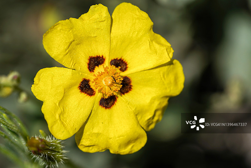 岩蔷薇(Halimium halimifolium)图片素材