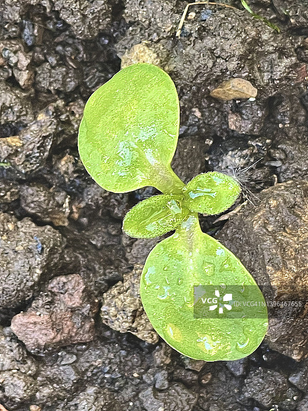 向日葵植物生长特写（向日葵菊科）图片素材