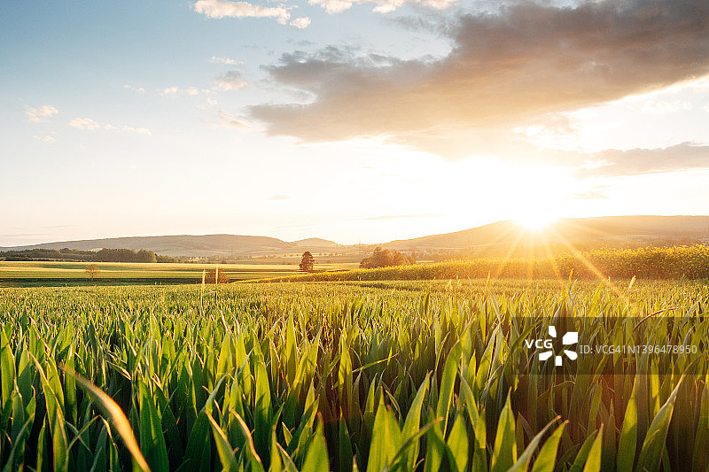 夕阳下的麦田图片素材