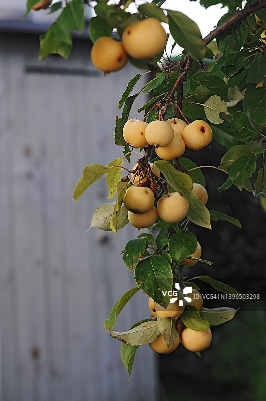 乡村木质背景上的黄色成熟苹果树枝特写图片素材