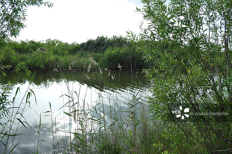 旅行摄影：夏季风景，湖岸上长满草和树木的湖泊特写。选择性聚焦图片素材