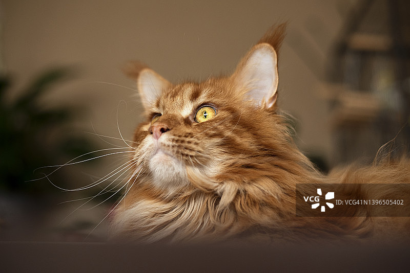 红色缅因猫图片素材