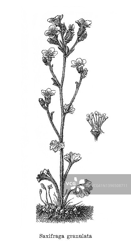 草地虎耳草旧版画图片素材