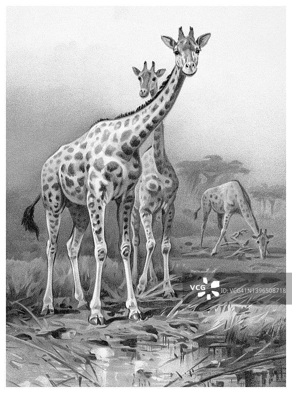 南非长颈鹿古老彩色石印插画图片素材