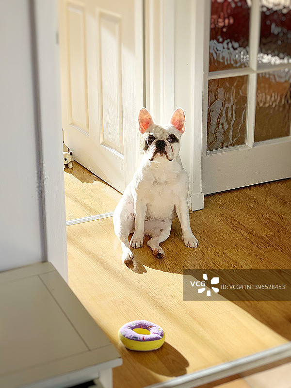 狗狗在厨房门口等早餐图片素材