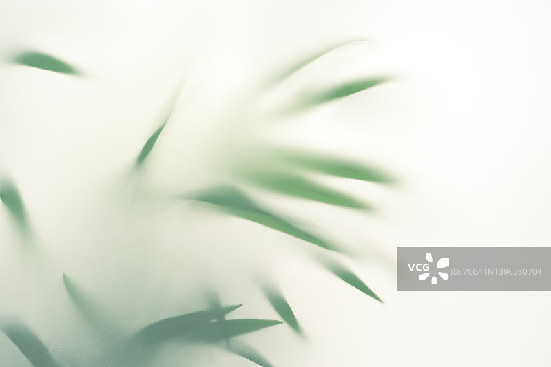 棕榈树叶落在墙上的自然叶子抽象剪影白色背景图片素材