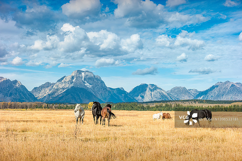 大提顿山脉牧场马匹，怀俄明州，美国图片素材