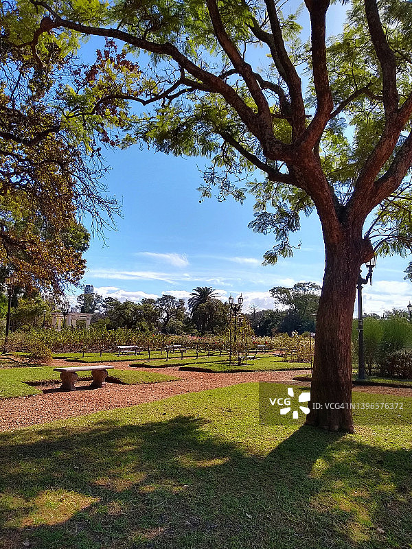 布宜诺斯艾利斯玫瑰园的树木图片素材