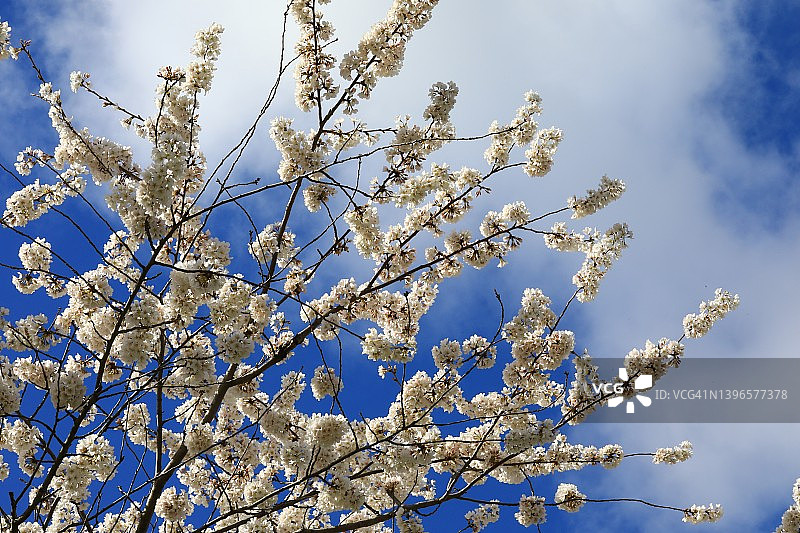 樱花树图片素材