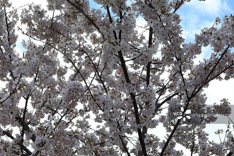 日本樱花树(Prunus serrulata)也被称为樱花图片素材