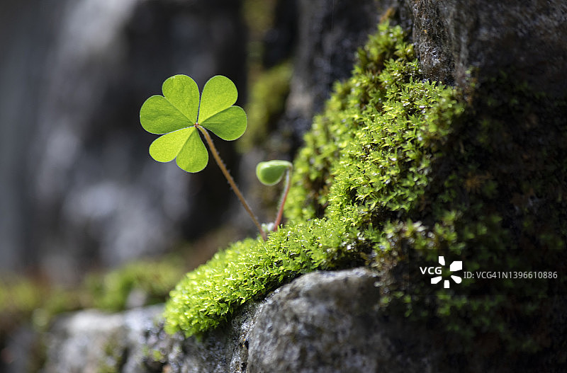 老石墙上苔藓中生长的酢浆草图片素材