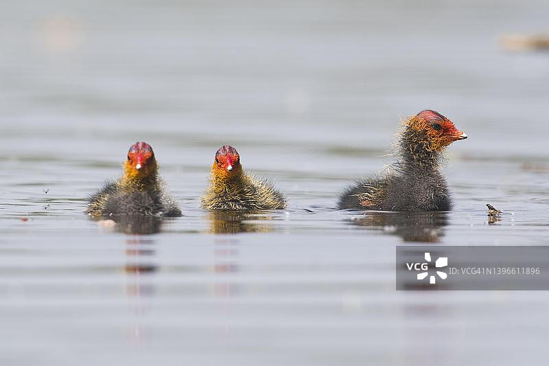 普通骨顶鸡（Fulica atra），幼鸟，德国下萨克森州埃姆斯兰图片素材