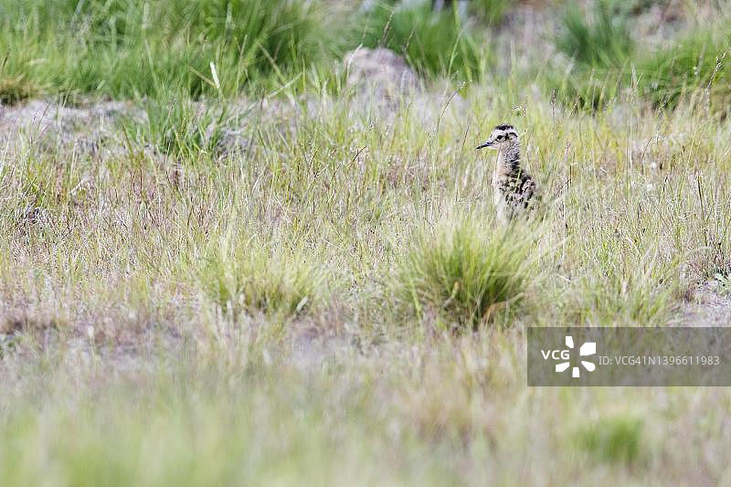 欧亚杓鹬幼鸟，德国下萨克森州埃姆斯兰图片素材
