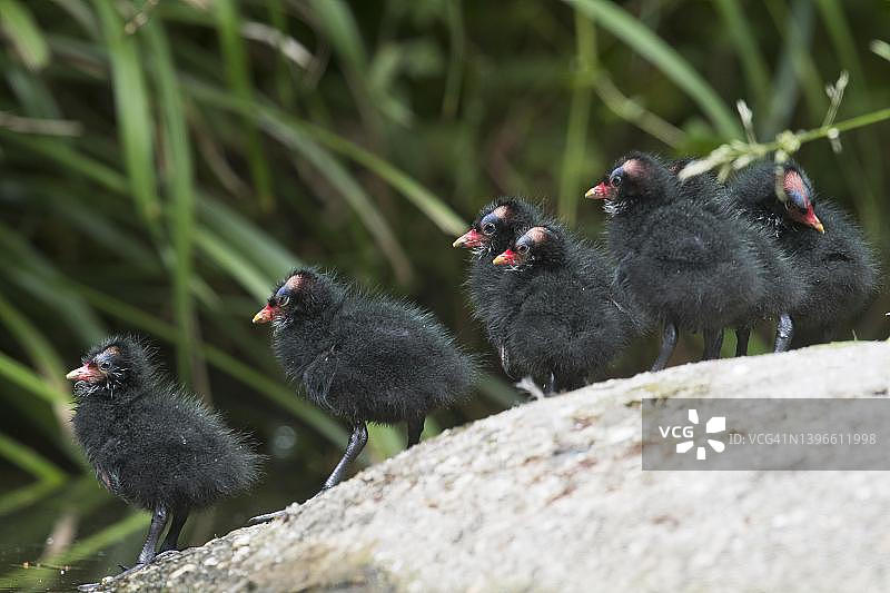 德国黑水鸡幼鸟图片素材
